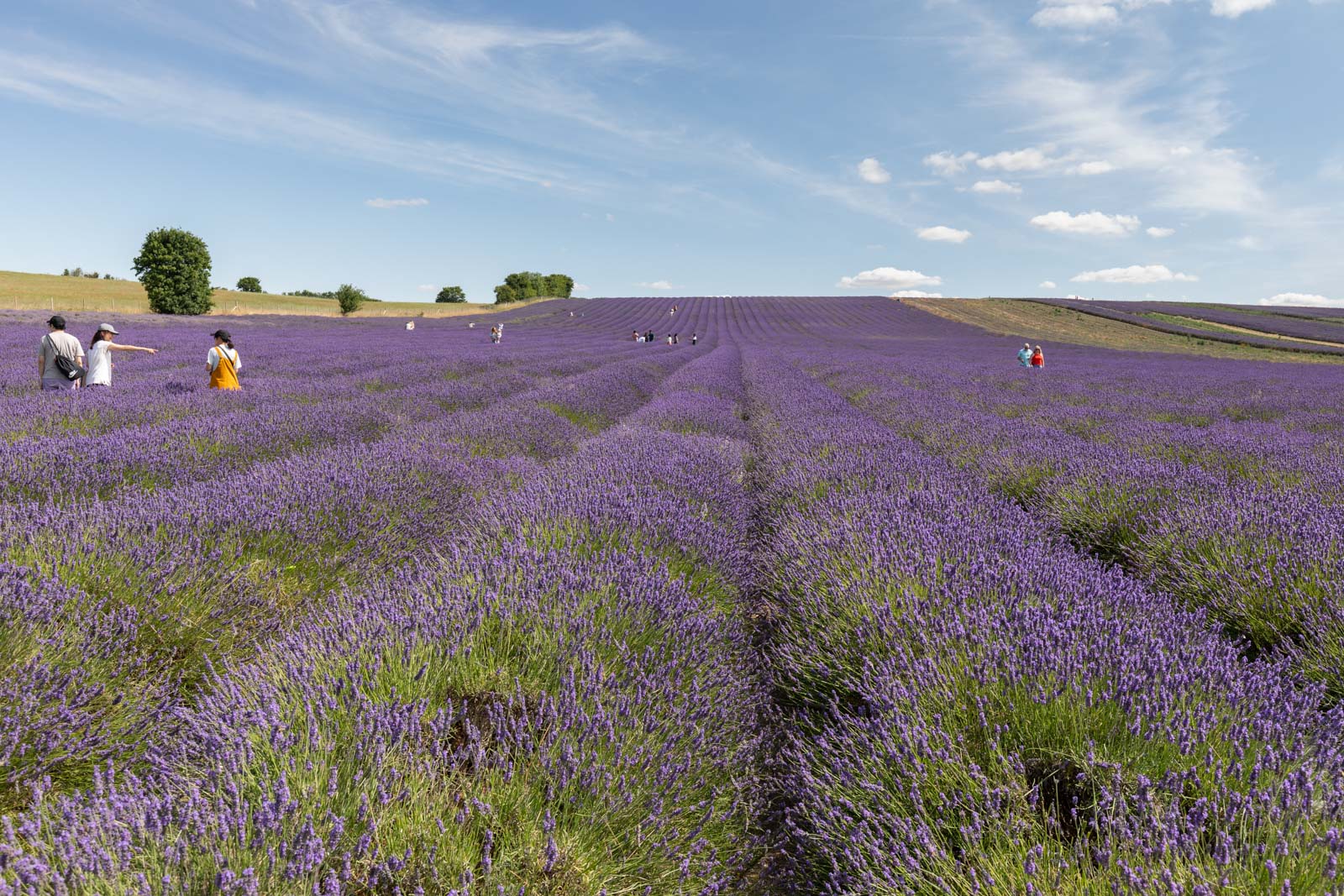 Hitchin Lavender Fields  